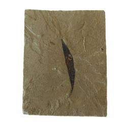 Leaf Fossil-Cedrelospermum nervosum