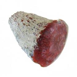 Red Agatized Horn Coral Fossil