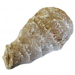 Meteorites & More Hexagonaria Coral Fossils Small Beautifully Polished Morocco 350 Million YO #13402 10o 