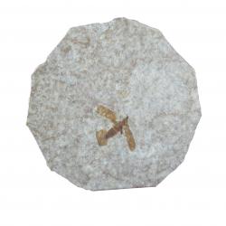 Insect Fossil  Fly