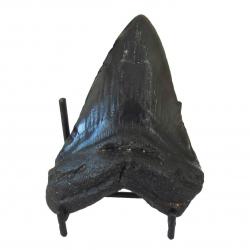Black megalodon Tooth