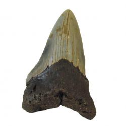 Gray Megalodon Tooth B grade