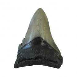 Gray Megalodon Tooth B grade