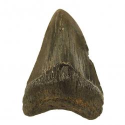3.75" Megalodon Fossil Shark Tooth