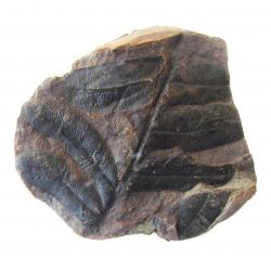 Fern Leaf Fossil-Alethogpteris missouriensis