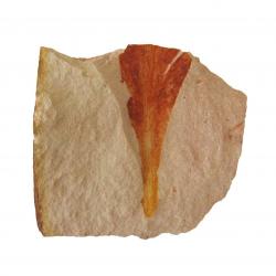Glossopteris Browniana Leaf Fossil