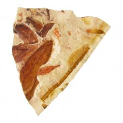 glossopteris leaf fossil
