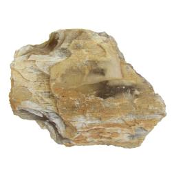 Petrified Wood found in Colorado