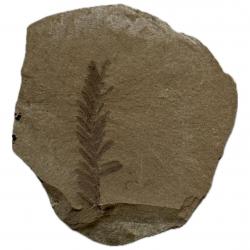 Leaf Fossil Metasequoia
