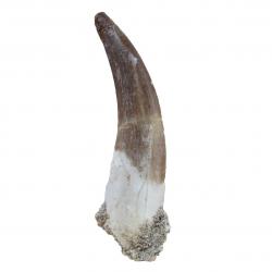 Plesiosaursus Tooth