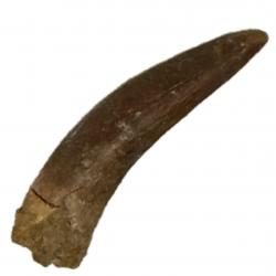 Pterosaur Tooth F Siroccopteryx moroccensis