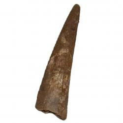 Large Pterosaur Tooth Not Described F