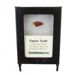 Raptor Tooth  With Display Box and Stand