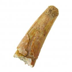 Rebbachisaurus Tooth