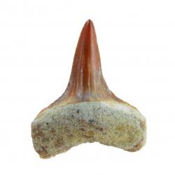 fossil shark tooth, Mako