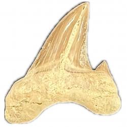 Otodus obliquus, Fossil Shark tooth