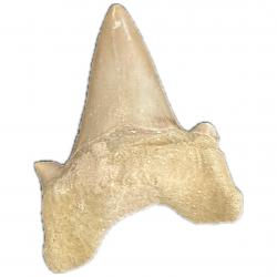 Otodus obliquus, Fossil Shark Tooth