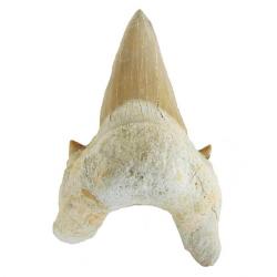Fossil Shark tooth, Otodus obliquus with some repair