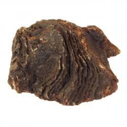 Stromatolite With cut base From Morocco