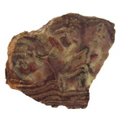 Stromatolite From Morocco R-14