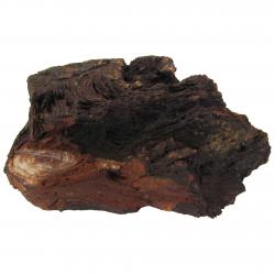 Stromatolite With cut base From Morocco