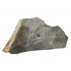 Trilobite, Wheeler Shale