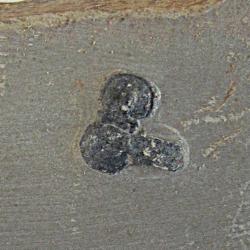 Trilobite, Peronopsis