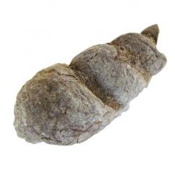 Turritella Fossils Morocco