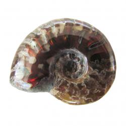Madagascar Ammonite 2-3 cm