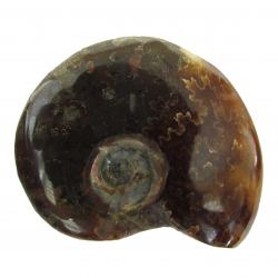 Madagascar Ammonite Polished 4-5 cm BB