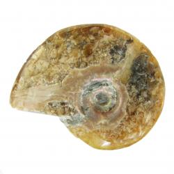 Madagascar Ammonite Polished 4-5 cm hh
