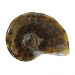 Madagascar Ammonite 4-5 cm