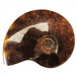 Ammonite Polished 6-8 cm R