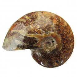 Ammonite Polished 6-8 cm T
