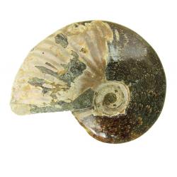 Ammonite Polished 3 inch H