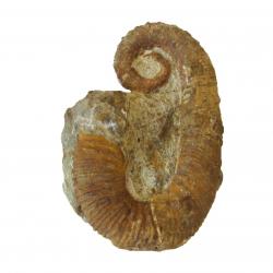 Ancyloceras Heteromorph Ammonite
