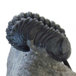 Trilobite, Phacops  B