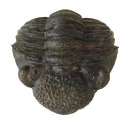 Flexicalymene Trilobit Fossil aus Marokko 70mm Lehrreich 