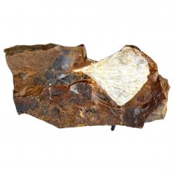 Ginkgo Leaf Fossil K With Stand