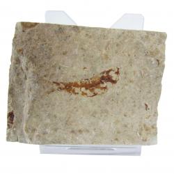 Fish Fossil from Hakel, Lebanon