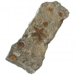 Starfish Fossil